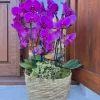 Orquídea Belle